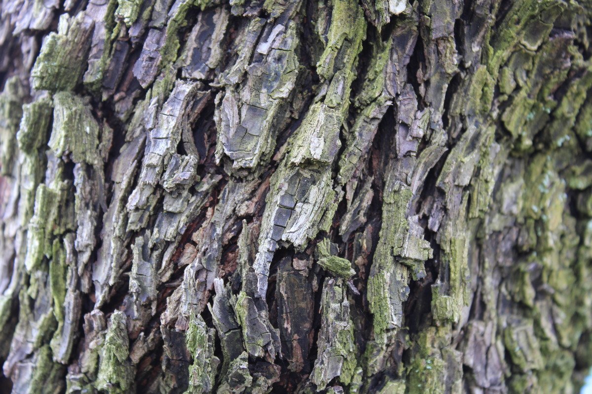 Green and Brown Tree Bark Texture